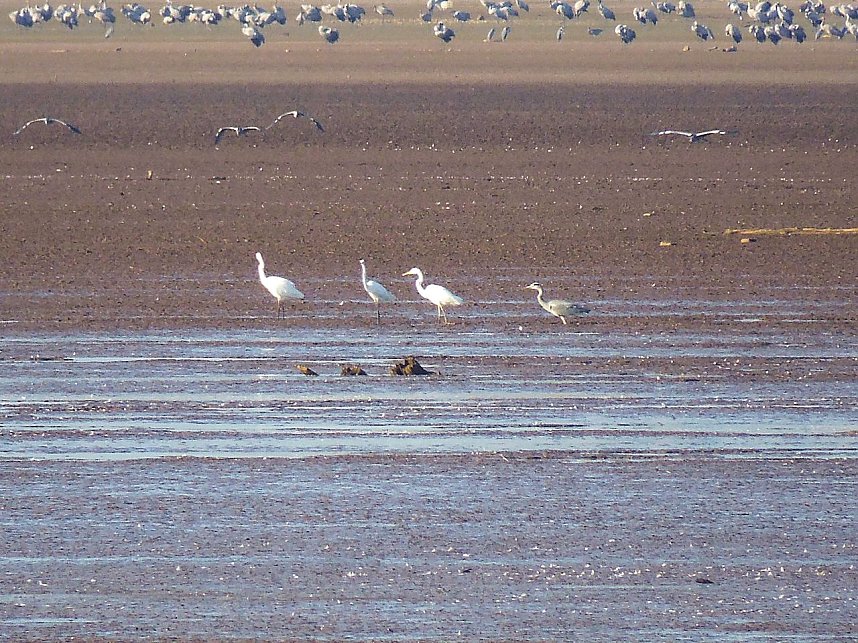 Kraniche am Stausee Kelbra