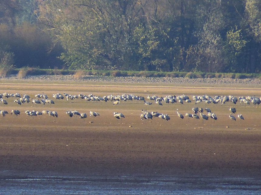 Kraniche am Stausee Kelbra