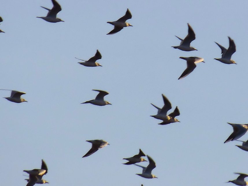 Kraniche am Stausee Kelbra