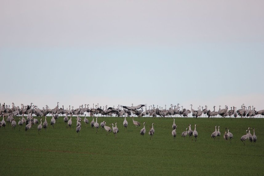 &Uuml;ber 30000 Kraniche registrierten die Vogelkundler. 