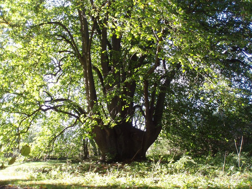  Dieser knapp 600 Jahre alte Holl&auml;ndische Lindensolit&auml;r schm&uuml;ckt die Zufahrt zum Hauptfl&uuml;gel von Utterode.