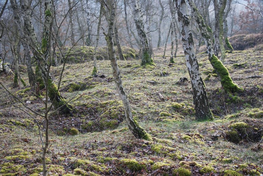 Bewaldete H&auml;nge des Winkelbergmassivs mit dem typisch bewegten Karstgel&auml;nde