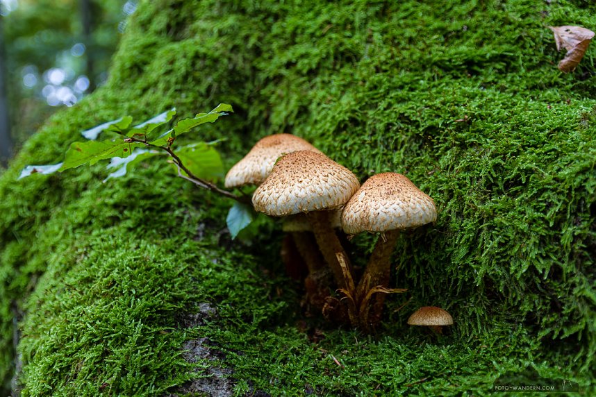 Fotokurs zum Verschenken