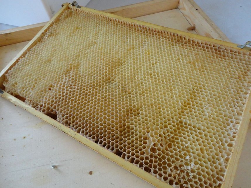 In die "Bienenwelt" geschnuppert