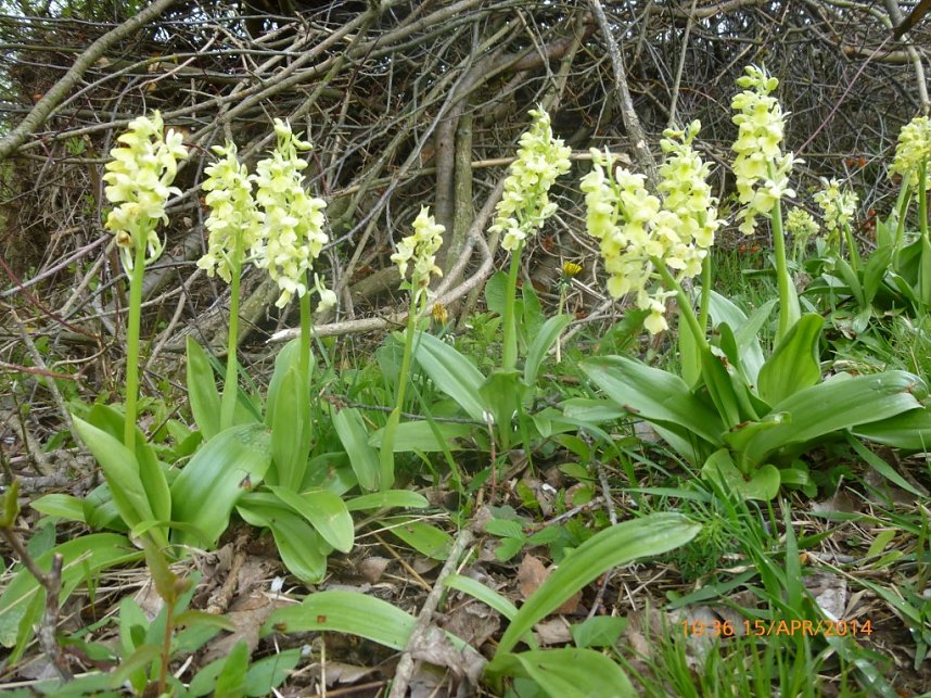 Sonderneinsatz f&uuml;r eine Blume - der BUND Nordhausen legte sich am Wochenende f&uuml;r das Blasse Knabenkraut ins Zeug