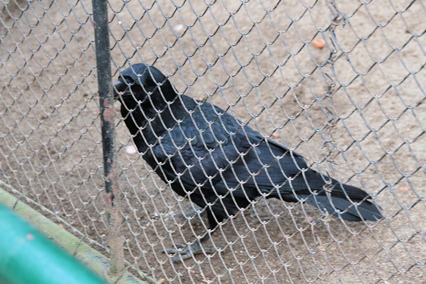 Besuch im Werniger&ouml;der Tierpark