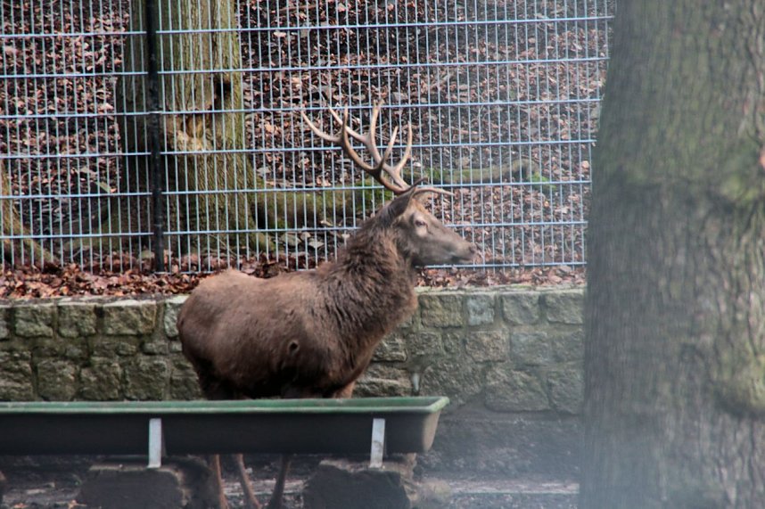 Besuch im Werniger&ouml;der Tierpark