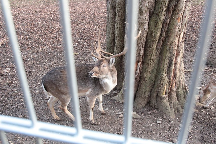 Besuch im Werniger&ouml;der Tierpark