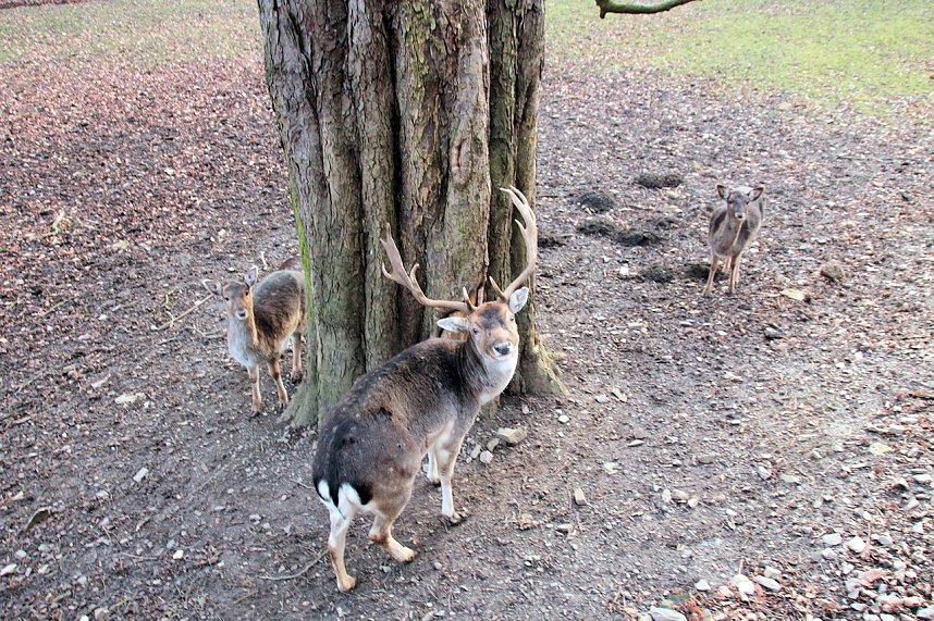 Besuch im Werniger&ouml;der Tierpark