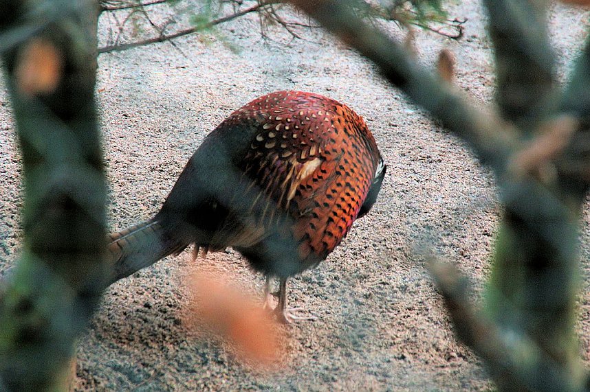 Besuch im Werniger&ouml;der Tierpark