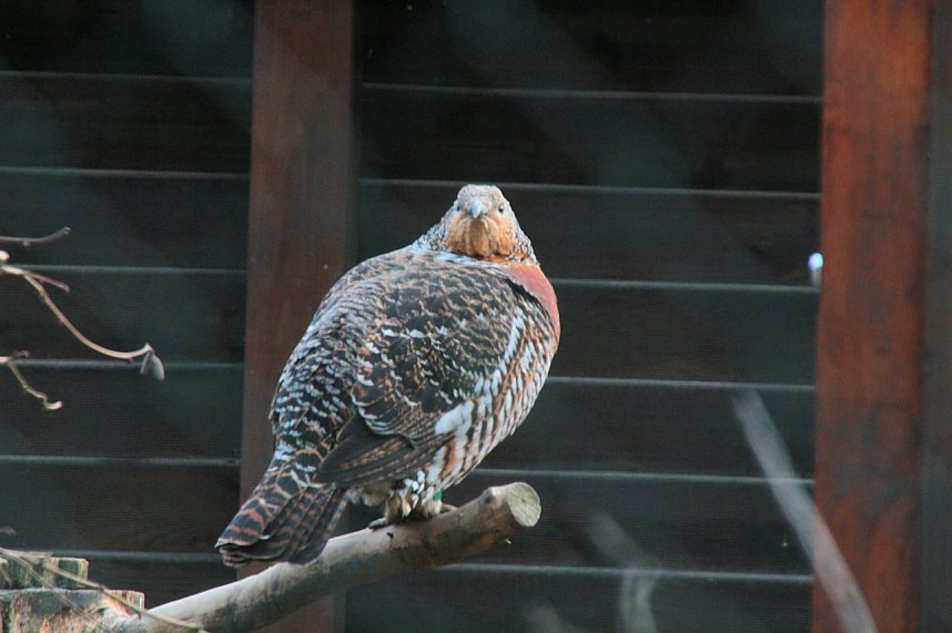 Besuch im Werniger&ouml;der Tierpark