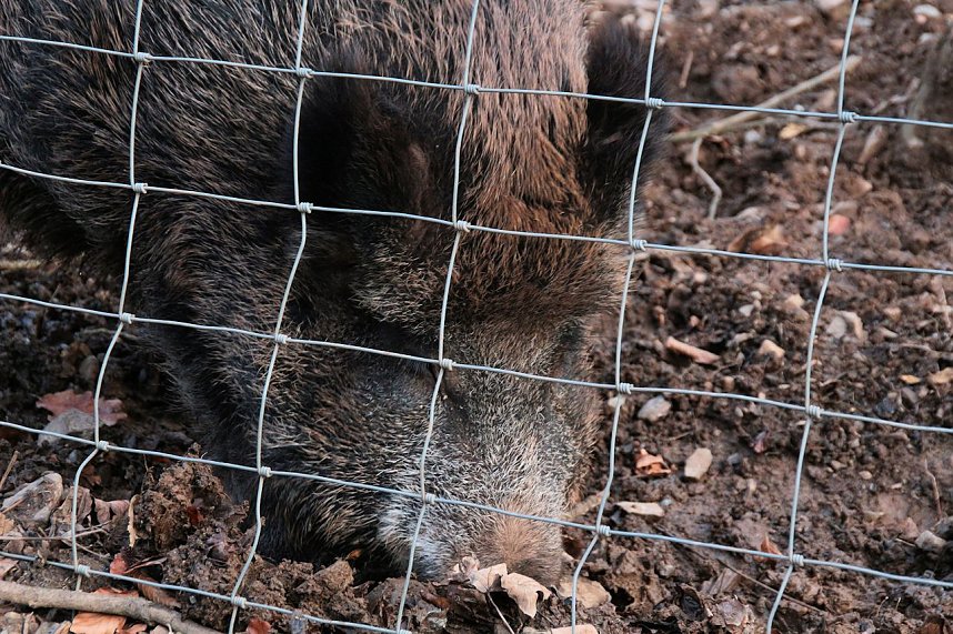 Besuch im Werniger&ouml;der Tierpark