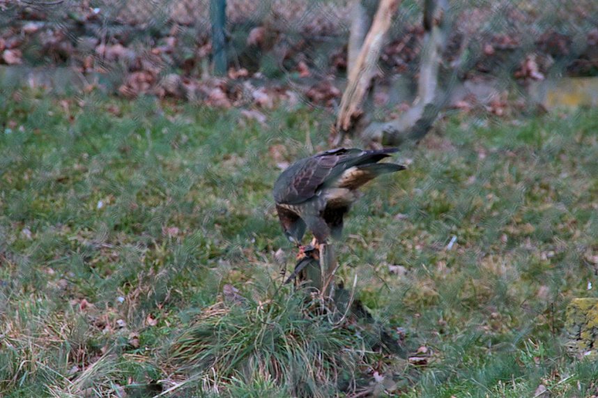 Besuch im Werniger&ouml;der Tierpark