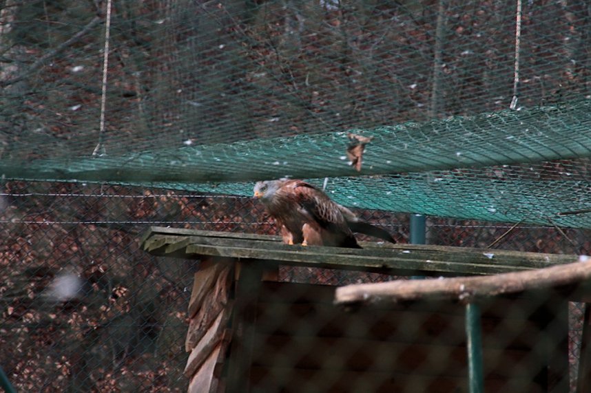 Besuch im Werniger&ouml;der Tierpark
