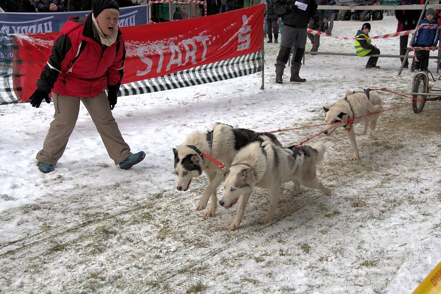 Schlittenhunderennen in Benneckenstein