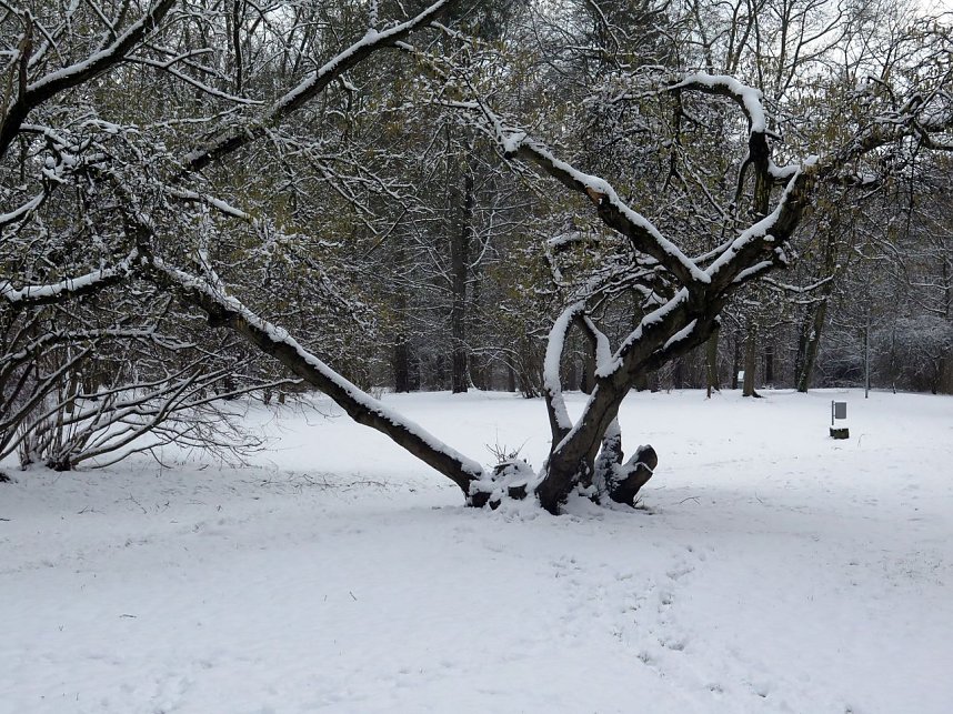 Winter im Park
