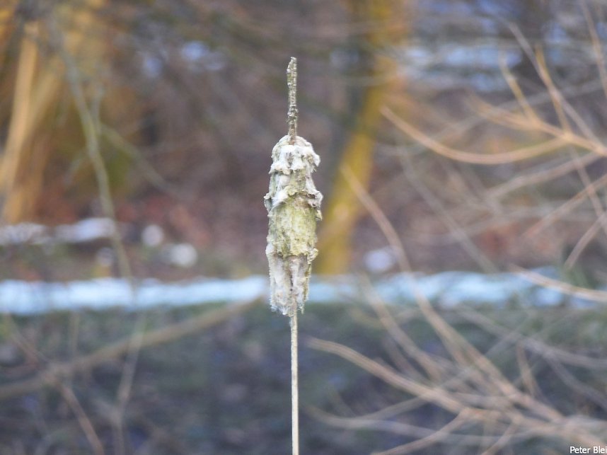 Mit dem Teleobjektiv im Stadtpark