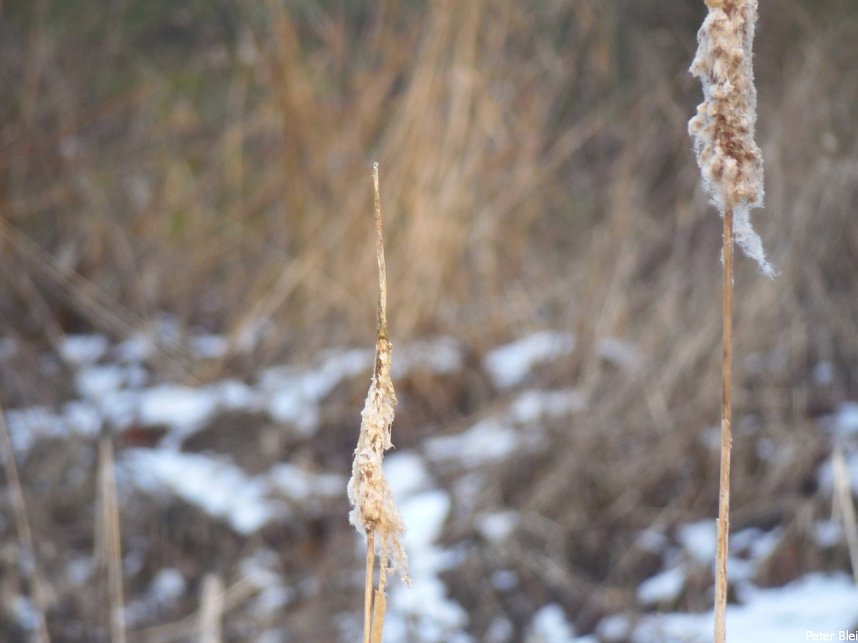 Mit dem Teleobjektiv im Stadtpark