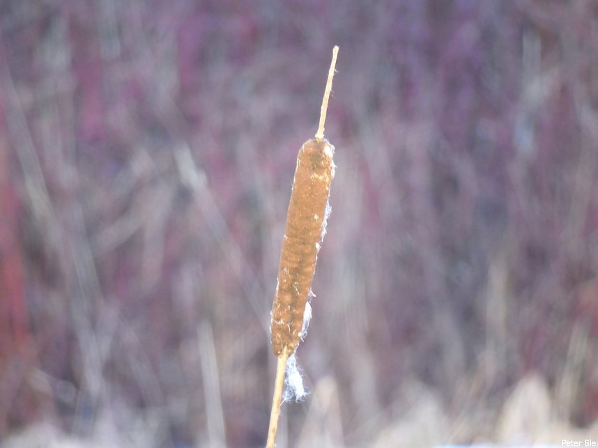 Mit dem Teleobjektiv im Stadtpark