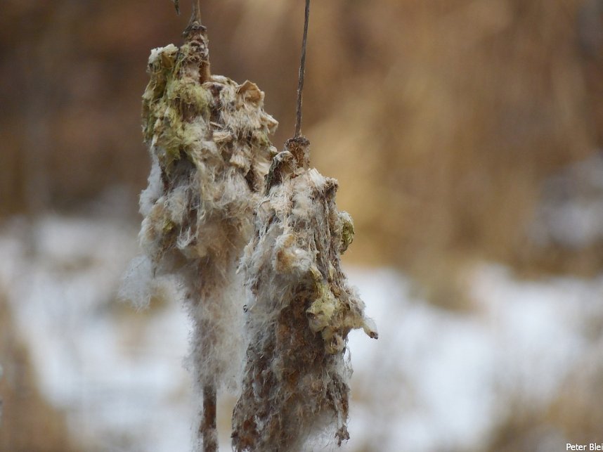 Mit dem Teleobjektiv im Stadtpark