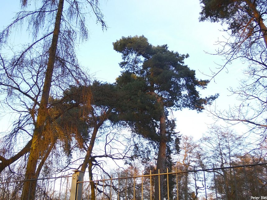 Mit dem Teleobjektiv im Stadtpark