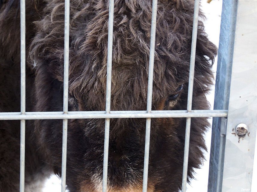 Mit dem Teleobjektiv im Stadtpark