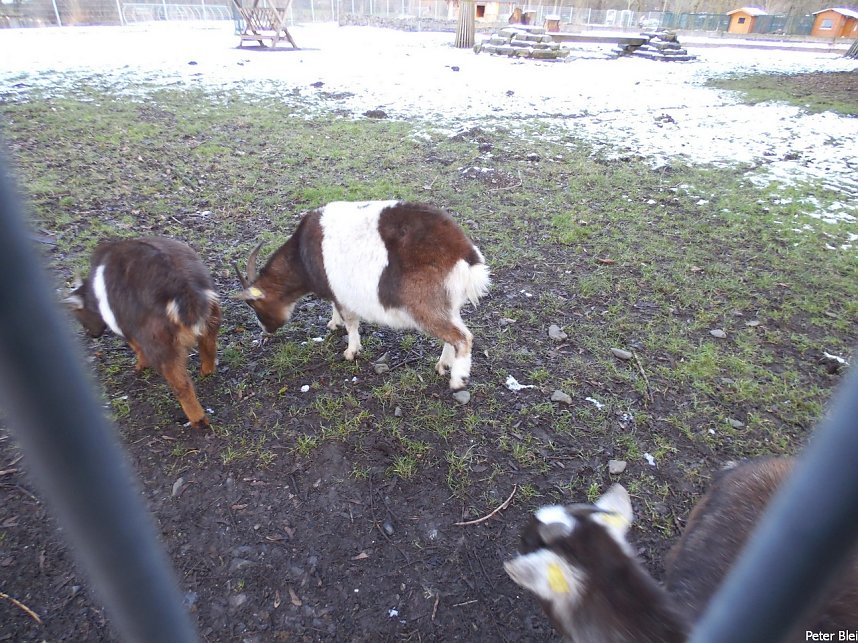Mit dem Teleobjektiv im Stadtpark