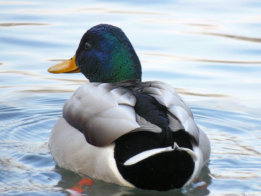 Mit dem Teleobjektiv im Stadtpark