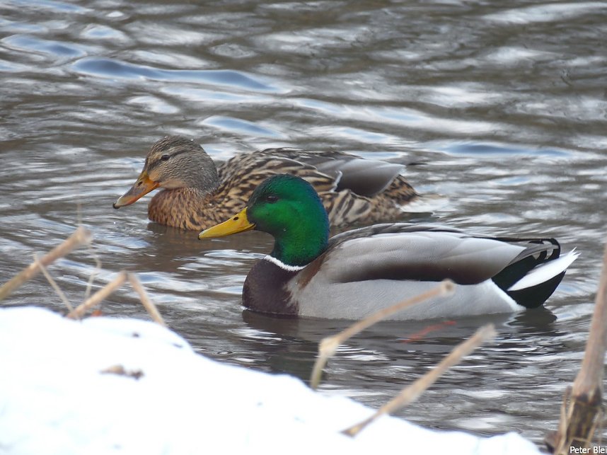 Mit dem Teleobjektiv im Stadtpark