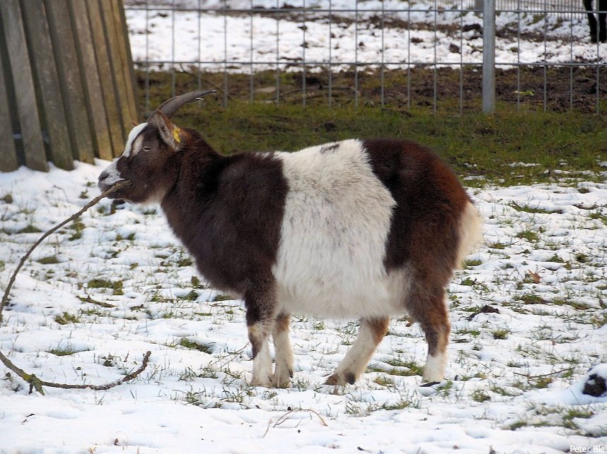 Mit dem Teleobjektiv im Stadtpark