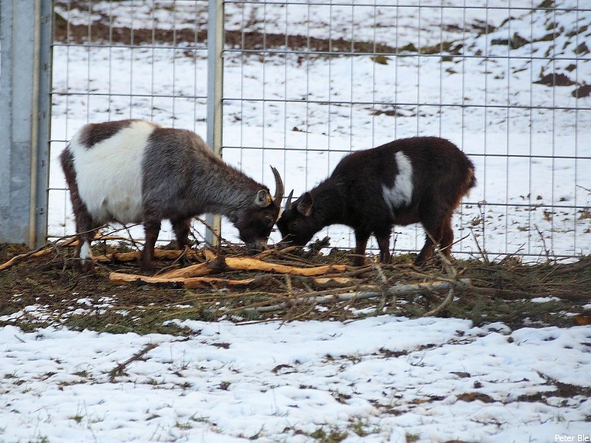 Mit dem Teleobjektiv im Stadtpark