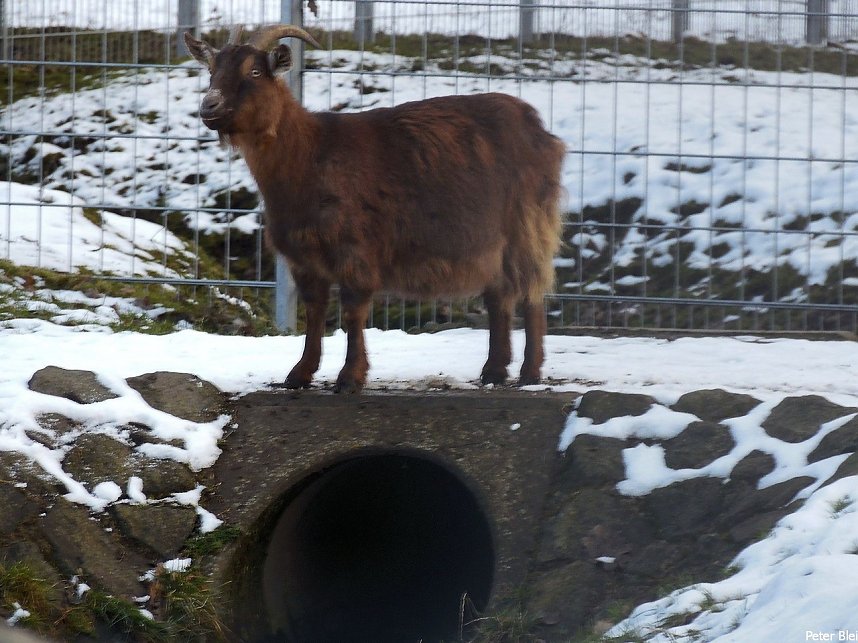 Mit dem Teleobjektiv im Stadtpark