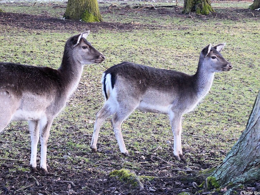 Mit dem Teleobjektiv im Stadtpark