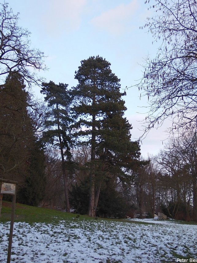 Park Hohenrode