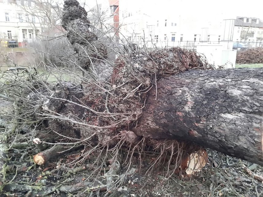 B&auml;ume in der Nordh&auml;user Uferstra&szlig;e mussten fallen