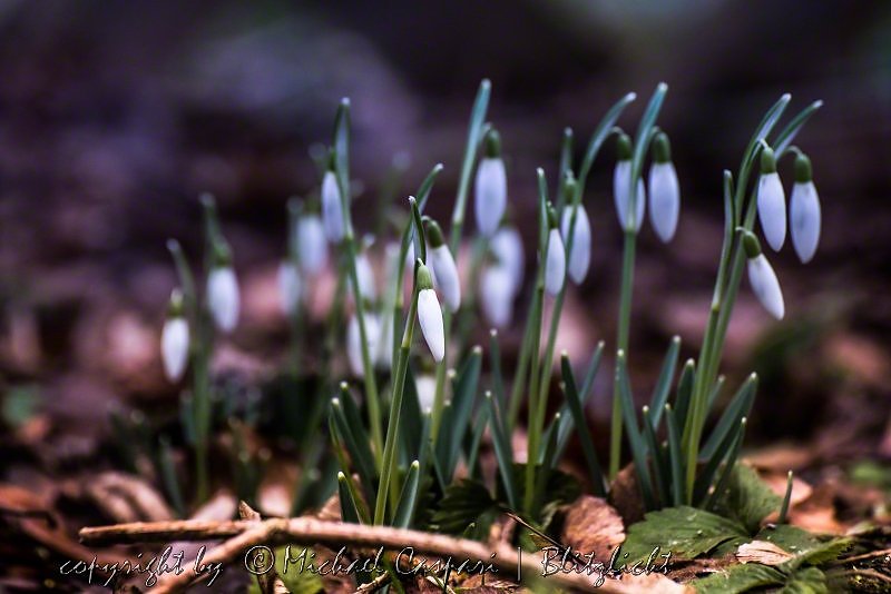 Der Fr&uuml;hling kommt