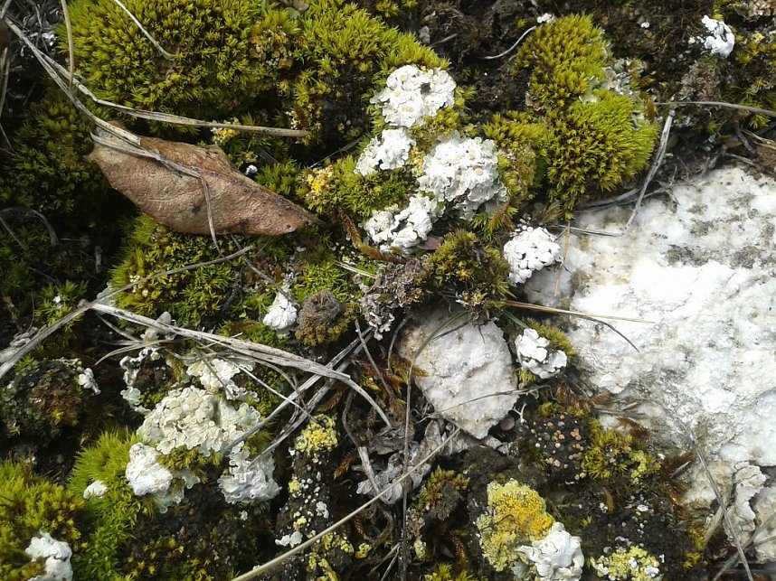 Der Nordh&auml;user Kreisverband des BUND beim Arbeitseinsatz auf den Pfaffenk&ouml;pfen