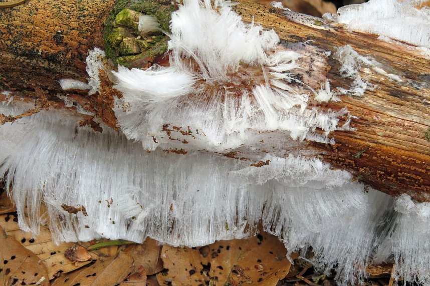 Haareis bei Birkenmoor