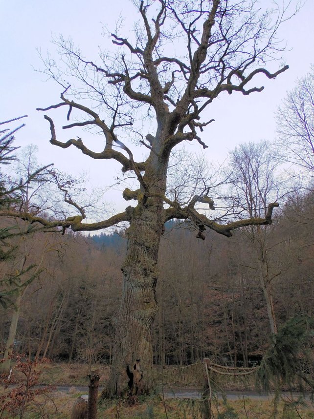 Peter Blei war mit der Kamera zwischen M&auml;gdesprung und Selketal unterwegs