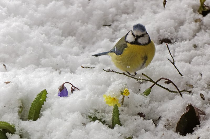 Christiane Wiesemann