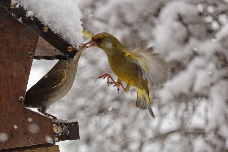 Christiane Wiesemann