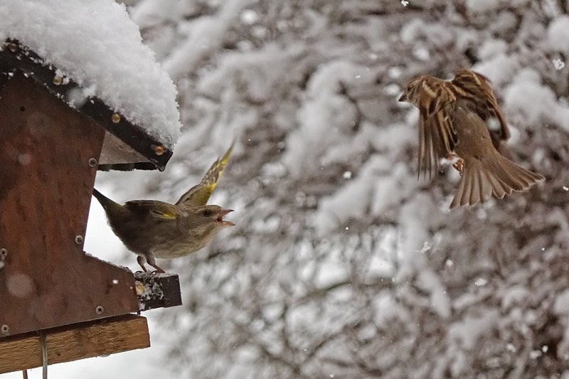 Christiane Wiesemann