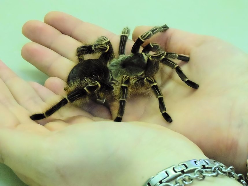 Insekten und mehr in Sundhausen