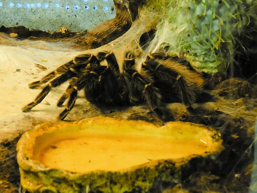 Insekten und mehr in Sundhausen