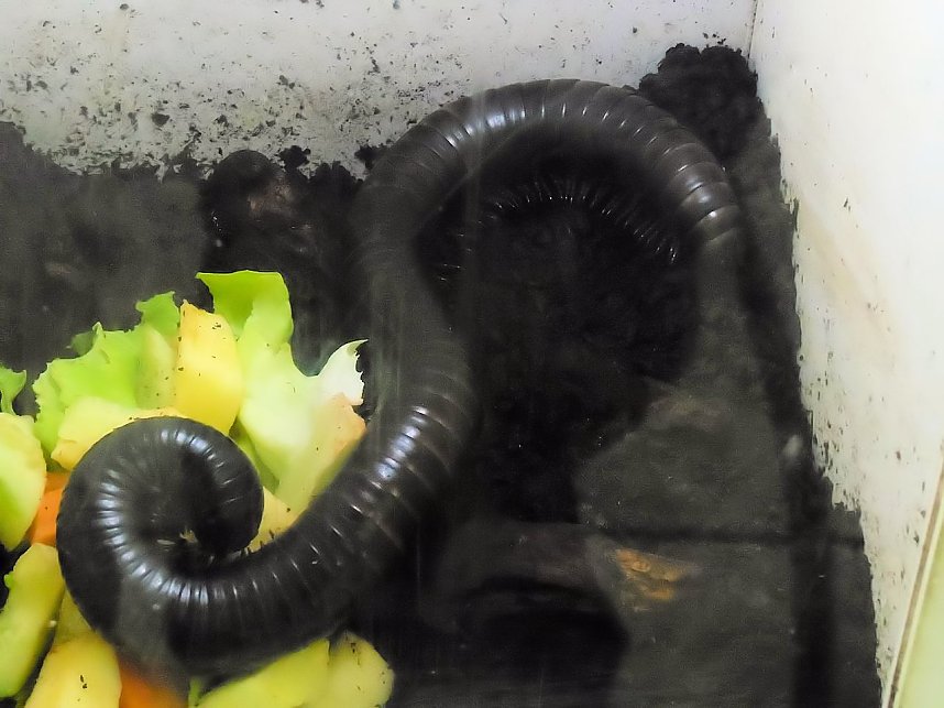 Insekten und mehr in Sundhausen