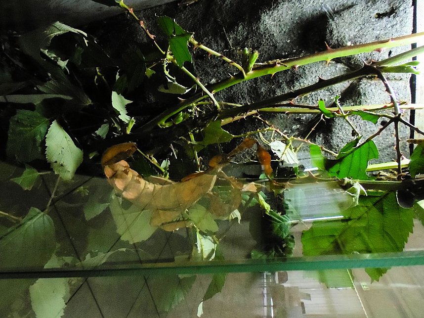 Insekten und mehr in Sundhausen