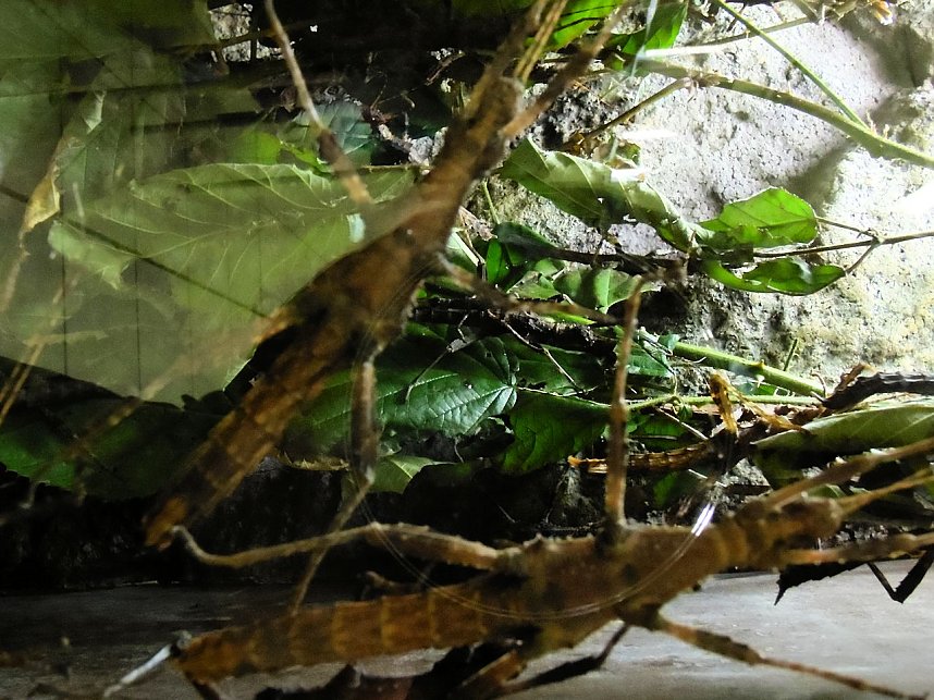 Insekten und mehr in Sundhausen