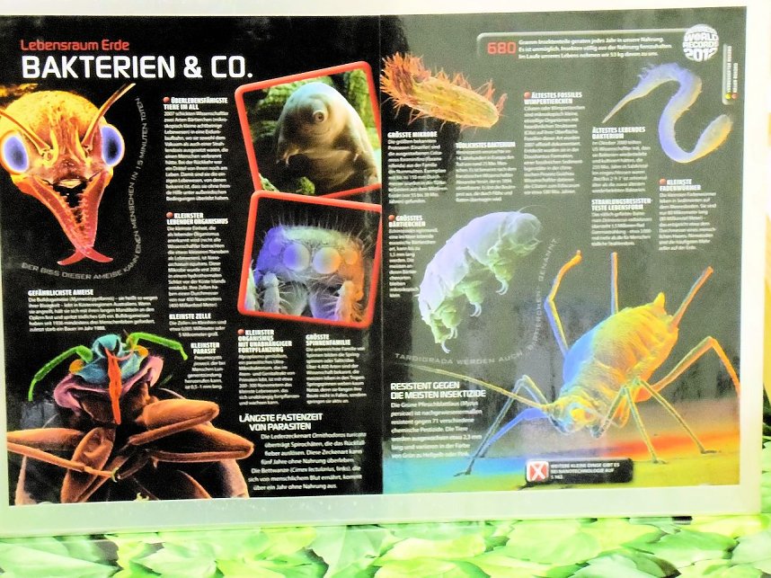 Insekten und mehr in Sundhausen