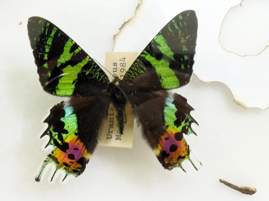 Insekten und mehr in Sundhausen