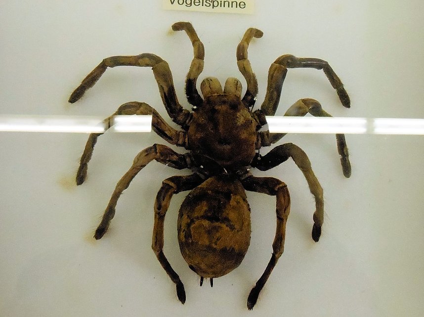 Insekten und mehr in Sundhausen